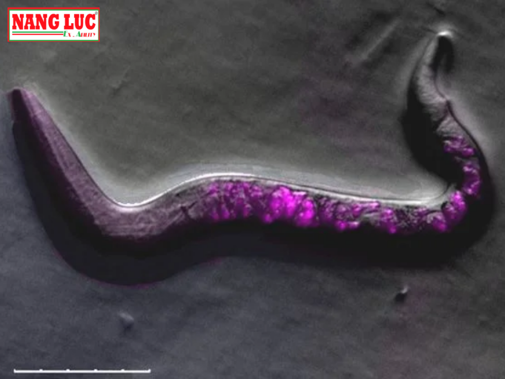 Kính Hiển Vi Quan Sát Sinh Vật Mô Hình (Imager Model Organism) Leica Model THUNDER Imager Model Organism