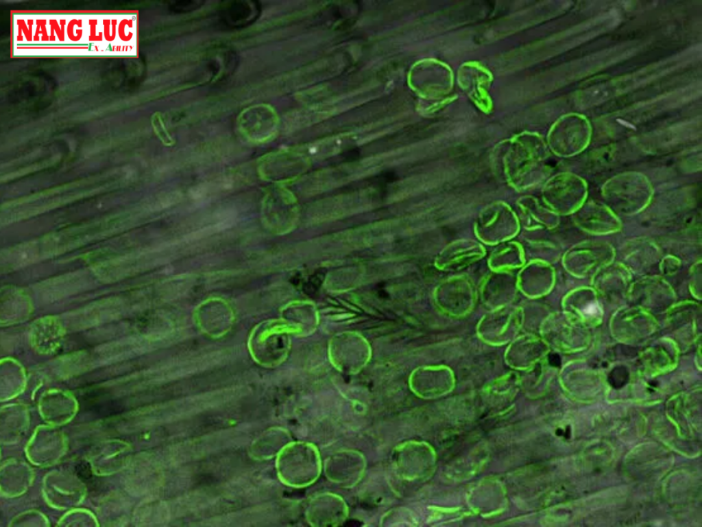 Kính Hiển Vi Quan Sát Sinh Vật Mô Hình (Imager Model Organism) Leica Model THUNDER Imager Model Organism