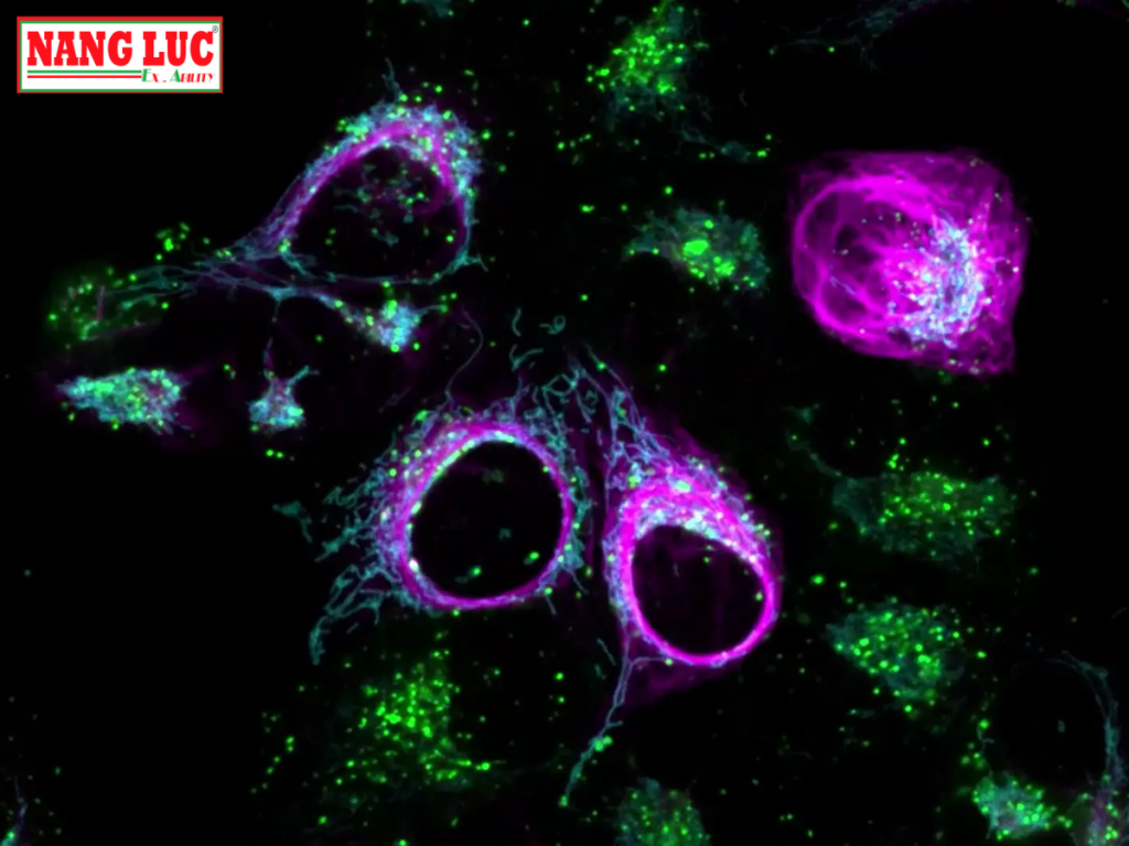 Kính Hiển Vi Quan Sát Tế Bào Đĩa Quay (Imager Cell Spinning Disk) Leica Model THUNDER Imager Cell Spinning Disk