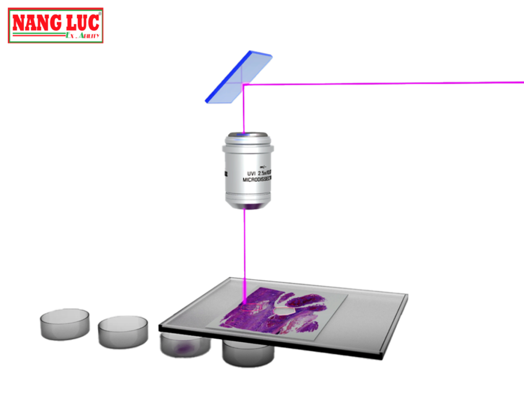 Kính Hiển Vi Quan Sát Mẫu Mô Sinh Học (Imager Tissue) Leica Model THUNDER Imager Tissue