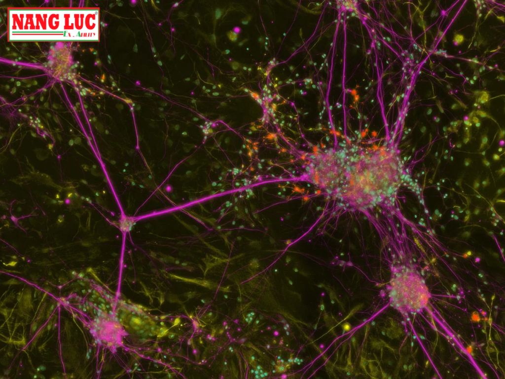 Kính Hiển Vi Quan Sát Mẫu Mô Sinh Học (Imager Tissue) Leica Model THUNDER Imager Tissue