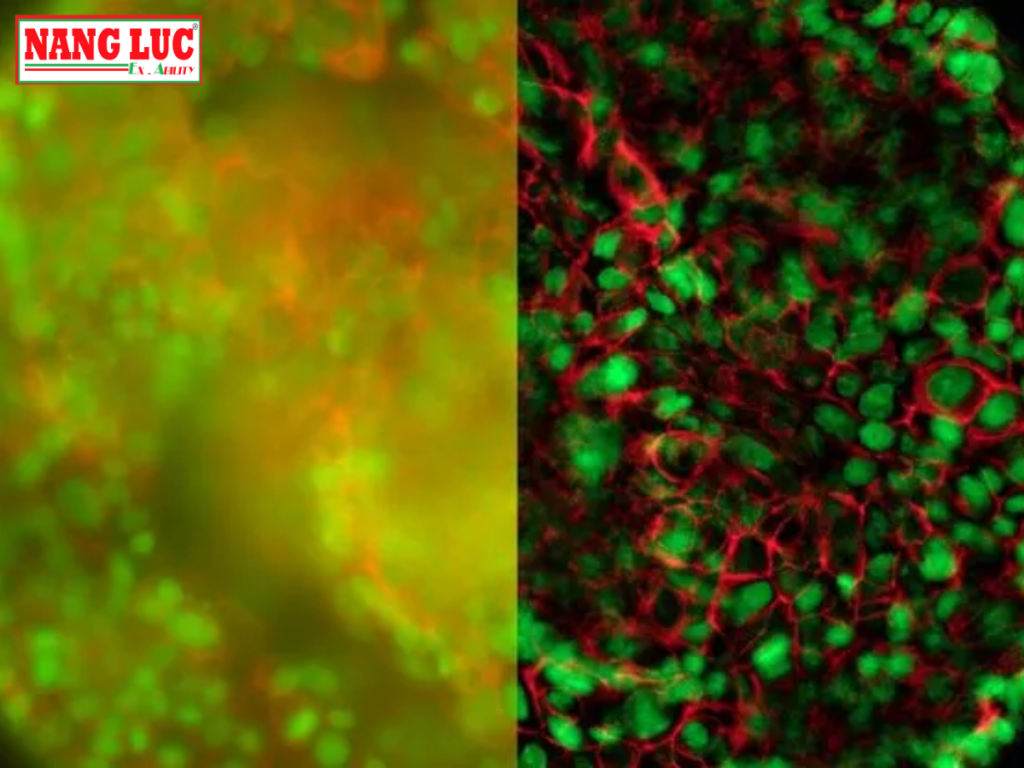 Kính Hiển Vi Quan Sát Tế Bào Sống và Thử Nghiệm 3D (Imager Live Cell & 3D Assay) Leica Model THUNDER Imager Live Cell & 3D Assay